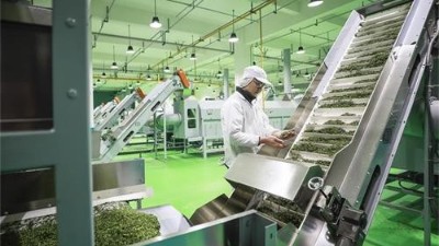 茶叶丰收季，“绿色黄金”背后的功臣：聚酯网带