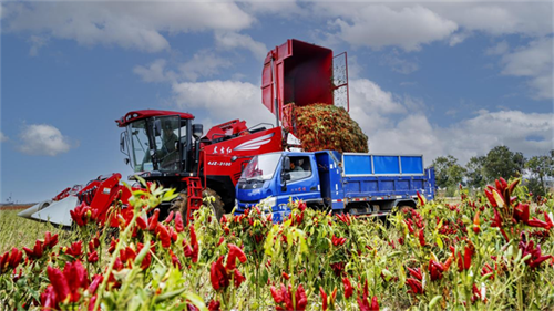 辣椒丰收季，高效采摘认准济南安耐辣椒收获机皮带！