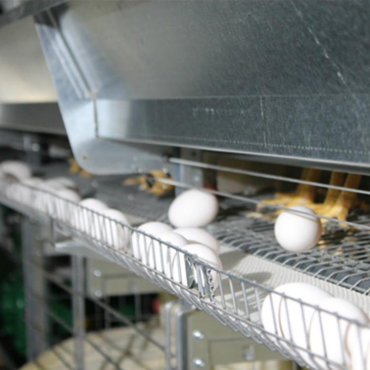 打孔捡蛋带0219-2