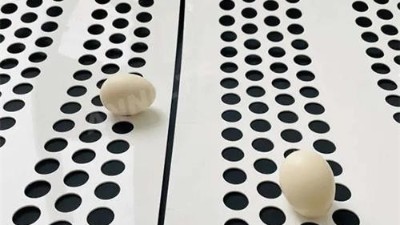 打孔捡蛋带：蛋鸡养殖场降本增效的不二法宝！