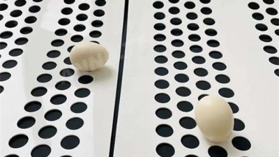 蛋鸡养殖场速来！济南安耐集蛋带已经是next level！